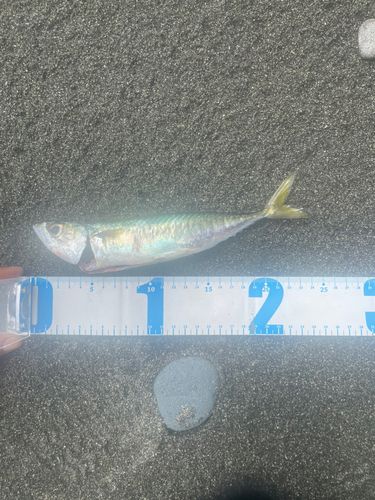 サバの釣果