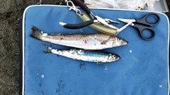 キスの釣果
