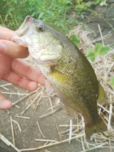 ラージマウスバスの釣果