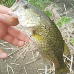 ラージマウスバス