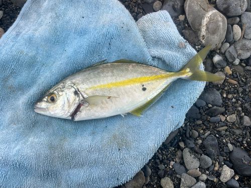シマアジの釣果