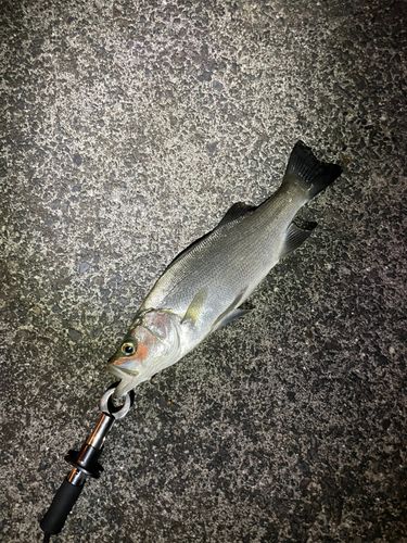 スズキの釣果