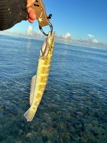 カマスベラの釣果