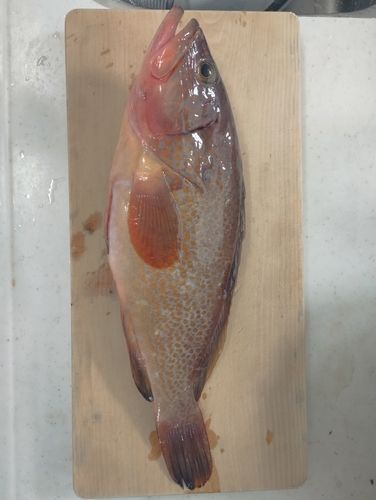 キジハタの釣果