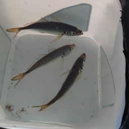 アジ