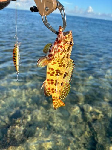 イシガキハタの釣果