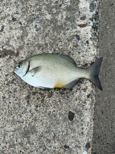 イスズミの釣果