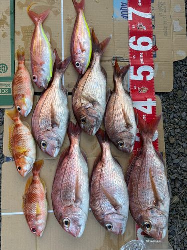 マダイの釣果