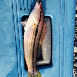 アカササノハベラ