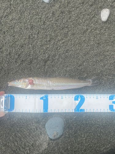 キスの釣果