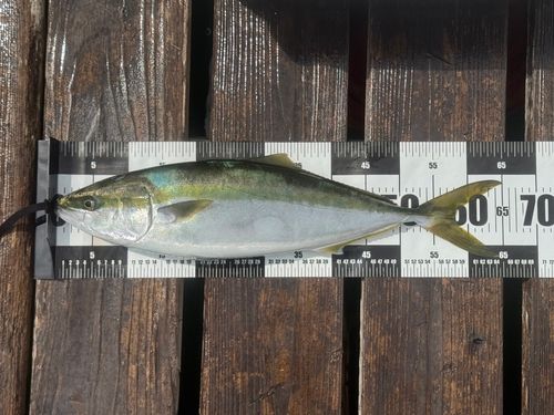 ワラサの釣果