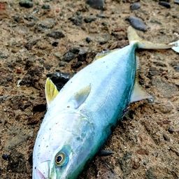 ワカシ