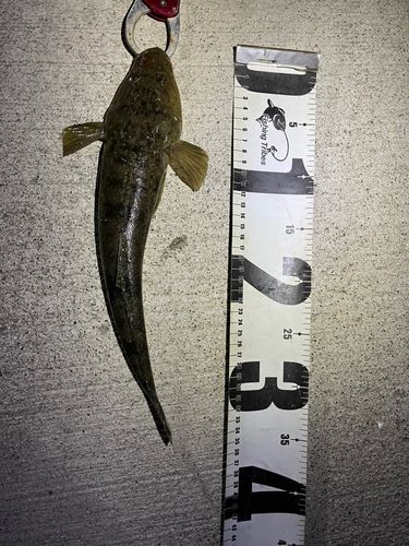 マゴチの釣果