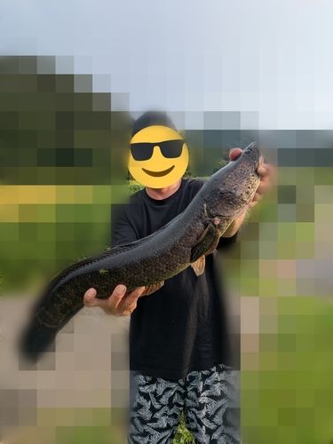 ライギョの釣果