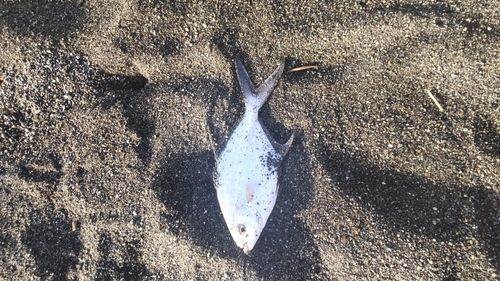 コバンアジの釣果