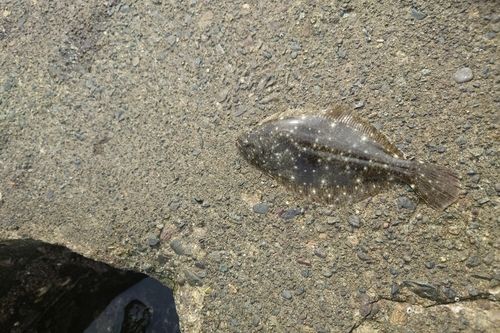 ソゲの釣果