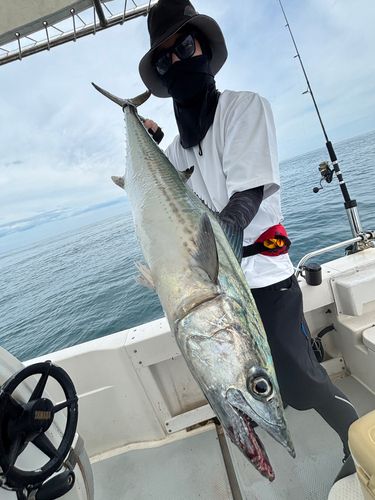 サワラの釣果