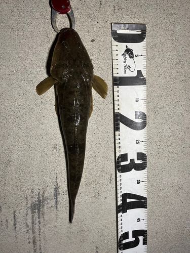 マゴチの釣果