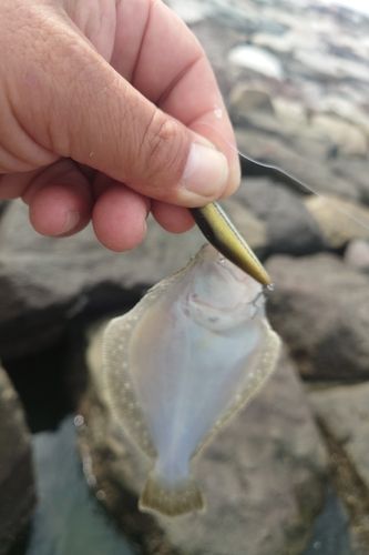 ソゲの釣果
