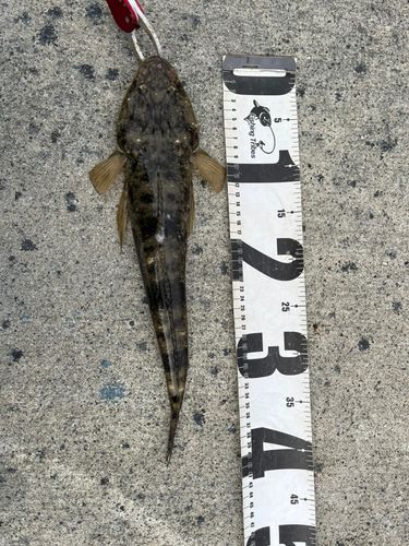 マゴチの釣果