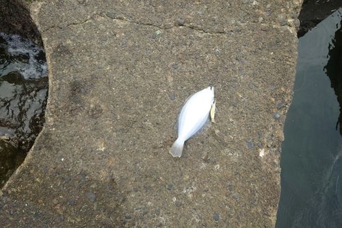 ソゲの釣果