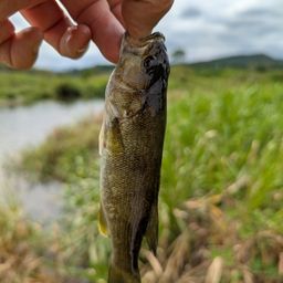 スモールマウスバス