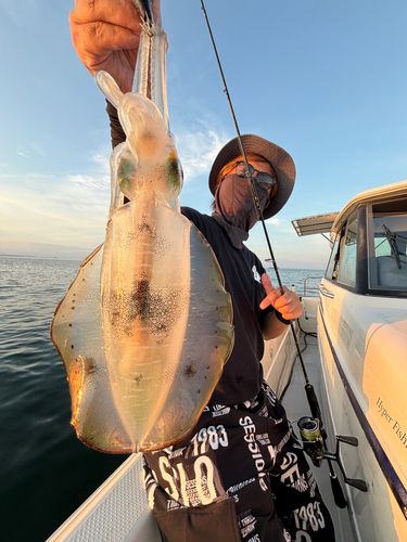 アオリイカの釣果