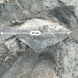 ヒラメ
