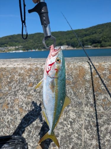 ヤズの釣果
