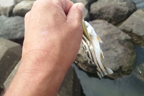 茅ヶ崎沖