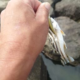 コトヒキ