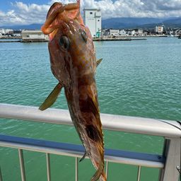 キジハタ