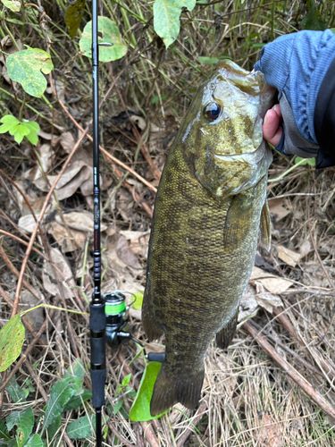 スモールマウスバスの釣果