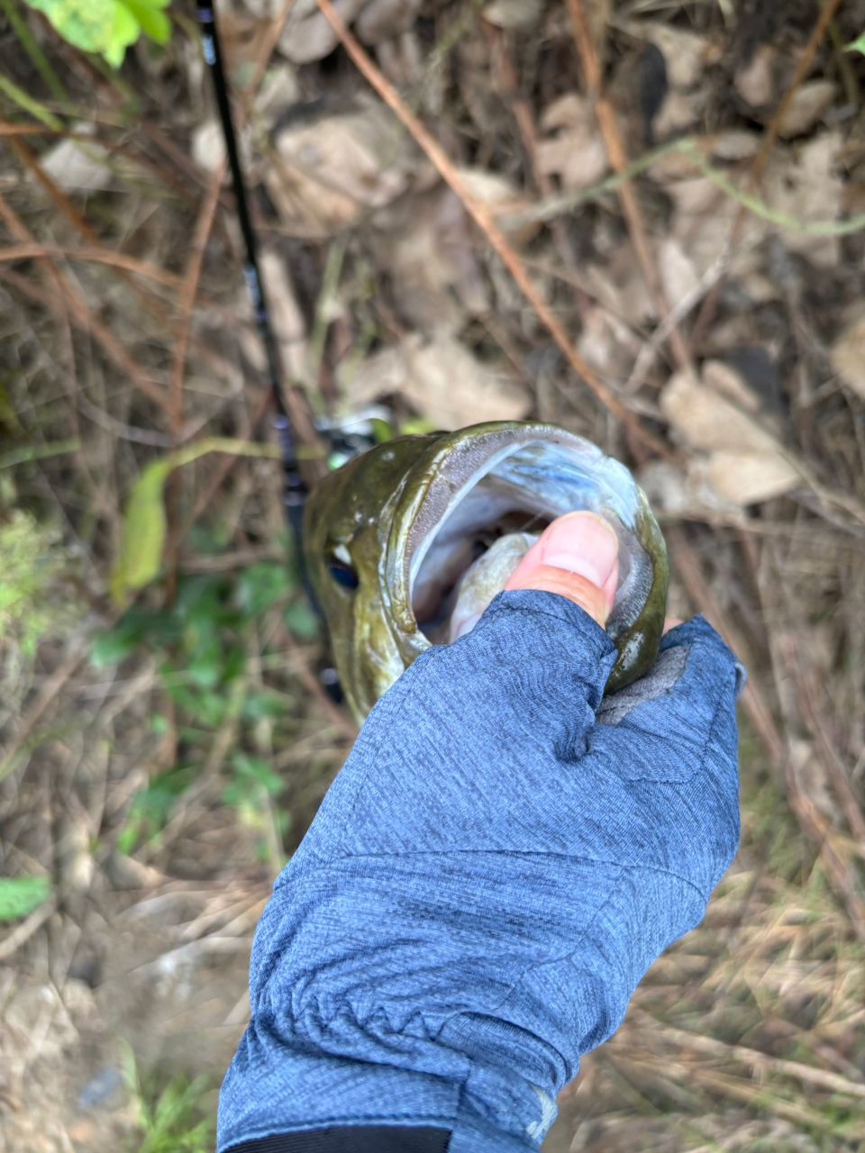 スモールマウスバス