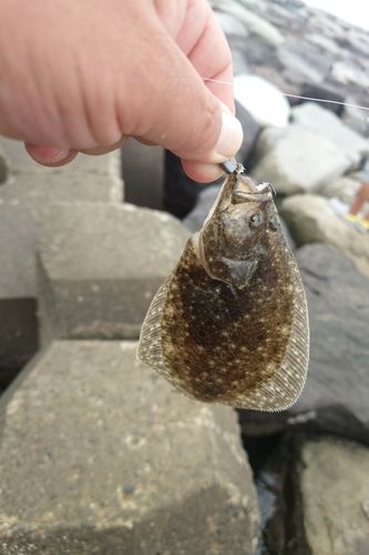 ソゲの釣果