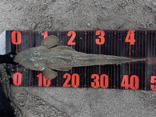 マゴチの釣果