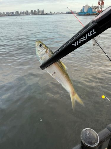 サッパの釣果