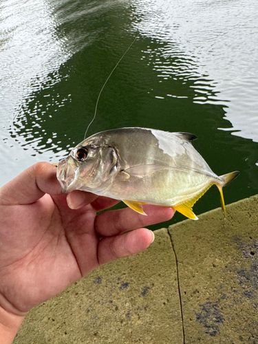 メッキの釣果