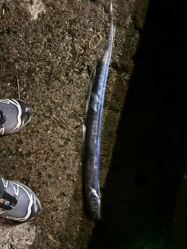 タチウオの釣果