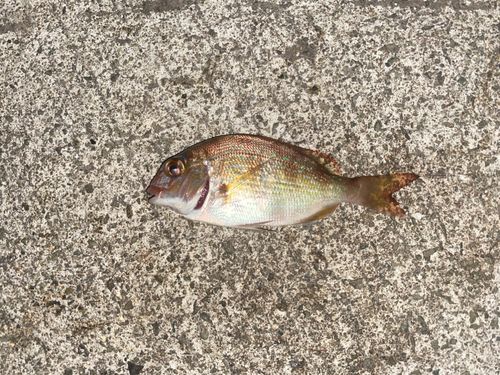 チャリコの釣果