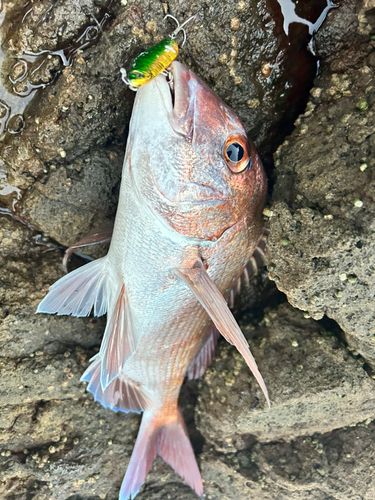 タイの釣果