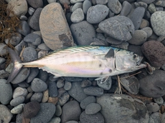 カツオの釣果