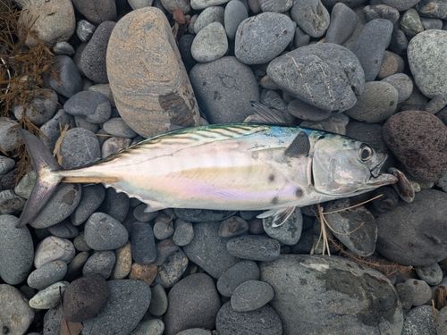 カツオの釣果