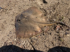 アカエイの釣果