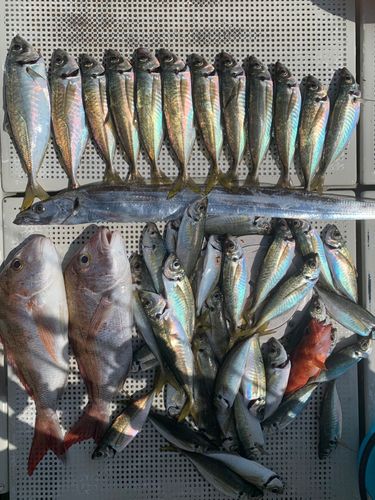 タイの釣果