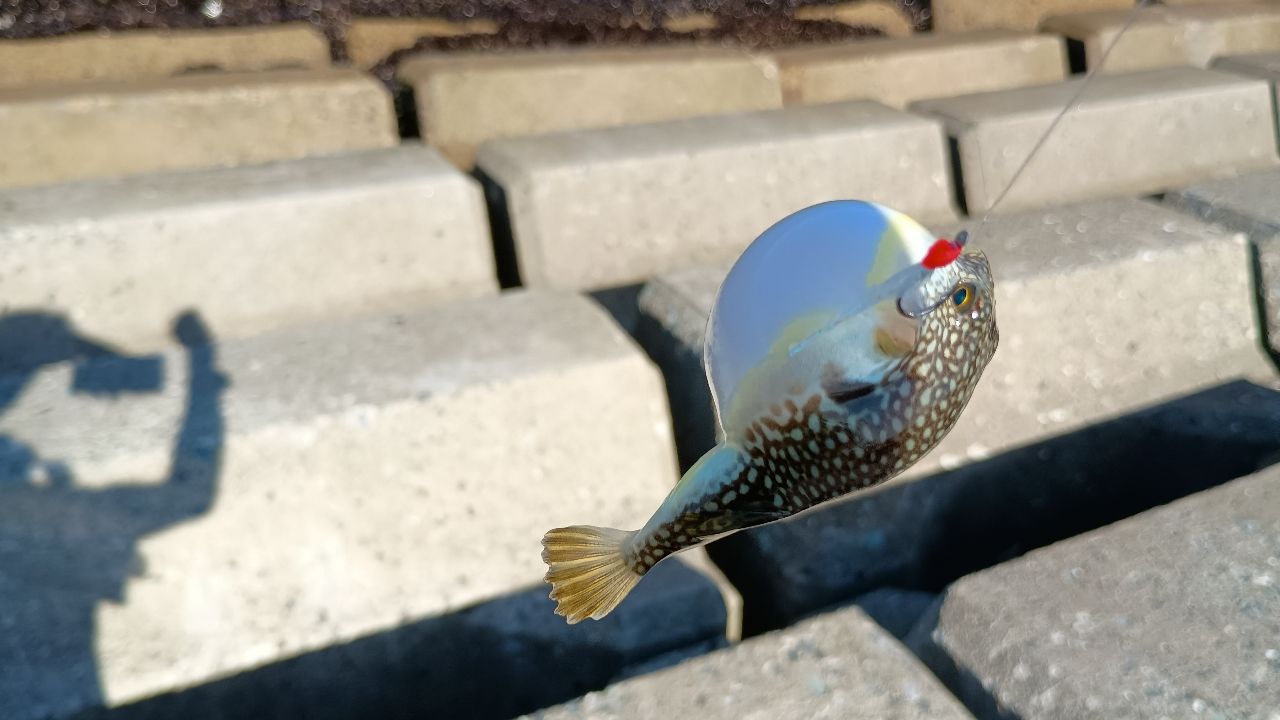 サバ