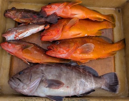 マハタの釣果