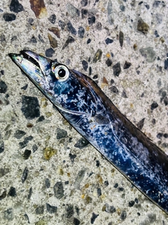 タチウオの釣果