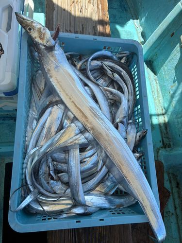 タチウオの釣果