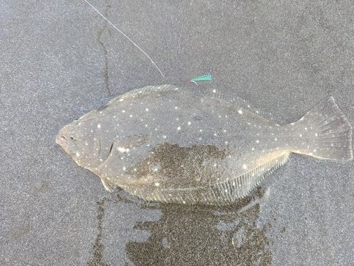 ヒラメの釣果